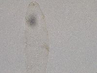 Diphascon higginsi image