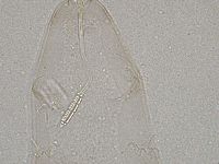 Diphascon higginsi image
