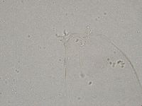 Diphascon higginsi image