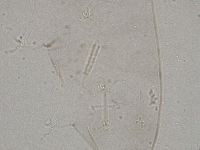 Diphascon higginsi image