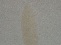 Diphascon higginsi image