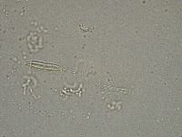 Diphascon higginsi image