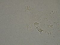 Diphascon higginsi image