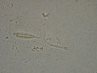 Diphascon higginsi image