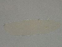 Diphascon higginsi image