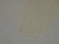 Diphascon higginsi image