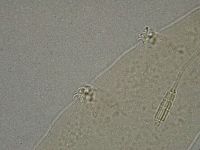 Diphascon higginsi image