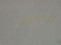 Diphascon higginsi image
