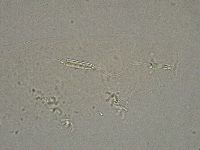 Diphascon higginsi image