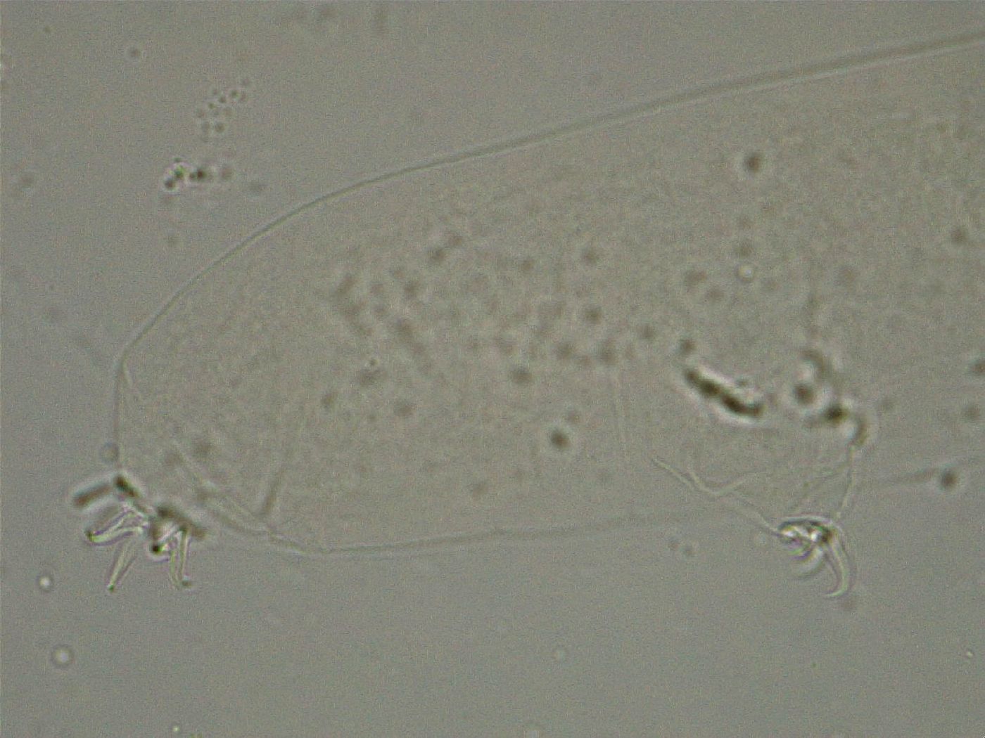 Diphascon higginsi image
