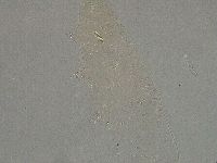 Diphascon higginsi image
