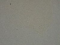 Diphascon higginsi image