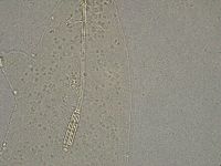 Diphascon higginsi image