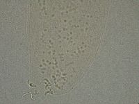 Diphascon higginsi image