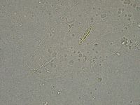 Diphascon higginsi image