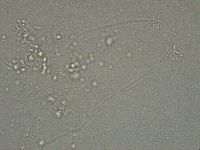Diphascon higginsi image