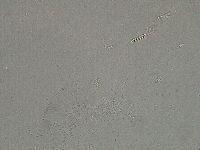 Diphascon higginsi image