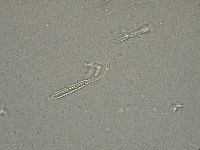 Diphascon higginsi image