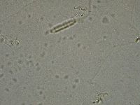 Diphascon higginsi image
