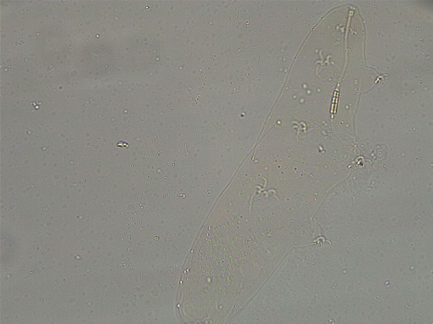 Diphascon higginsi image