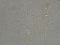 Diphascon higginsi image