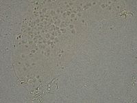 Diphascon higginsi image