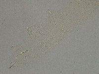 Diphascon higginsi image