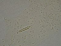 Diphascon higginsi image