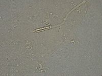 Diphascon higginsi image