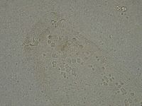 Diphascon higginsi image