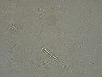Diphascon higginsi image