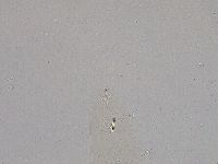 Diphascon higginsi image
