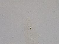 Diphascon higginsi image