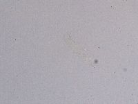 Diphascon higginsi image