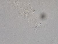 Diphascon higginsi image