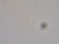 Diphascon higginsi image