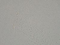 Diphascon higginsi image