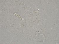 Diphascon higginsi image