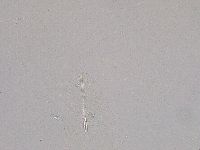 Diphascon higginsi image