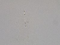 Diphascon higginsi image