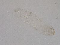 Diphascon higginsi image