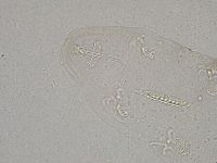 Diphascon higginsi image