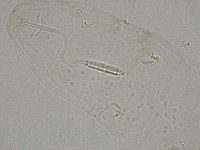 Diphascon higginsi image