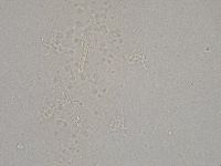 Diphascon higginsi image