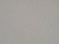 Diphascon higginsi image