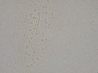Diphascon higginsi image