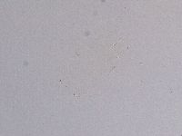 Diphascon higginsi image