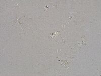 Diphascon higginsi image