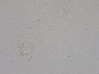 Diphascon higginsi image