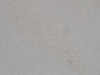 Diphascon higginsi image